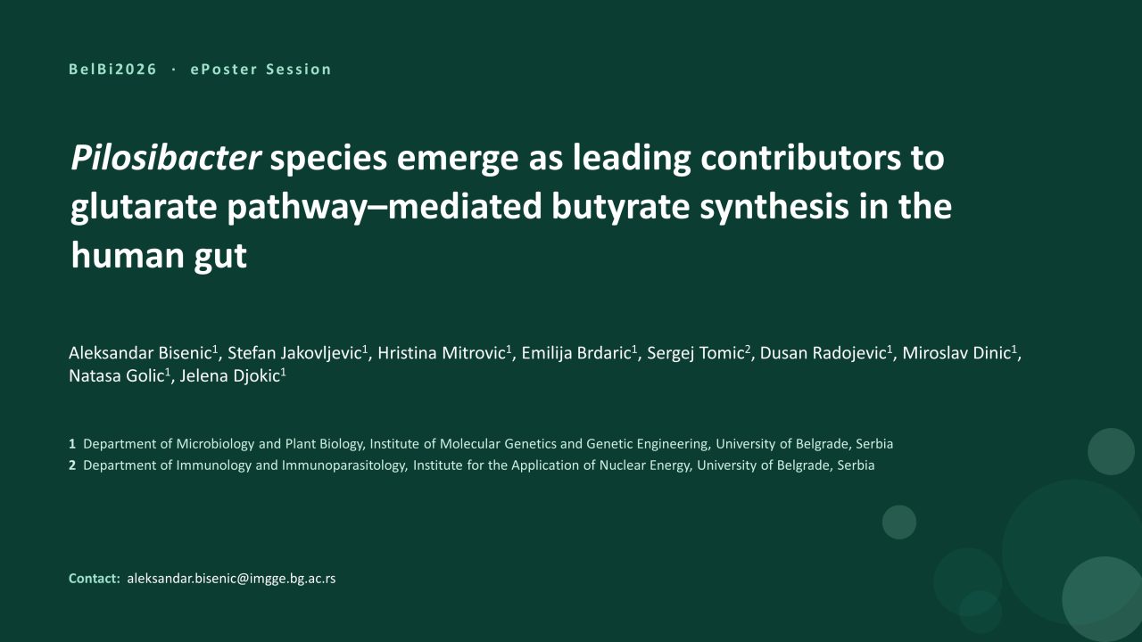 Pilosibacter species emerge as leading contributors to glutarate pathway-mediated butyrate synthesis in the human gut