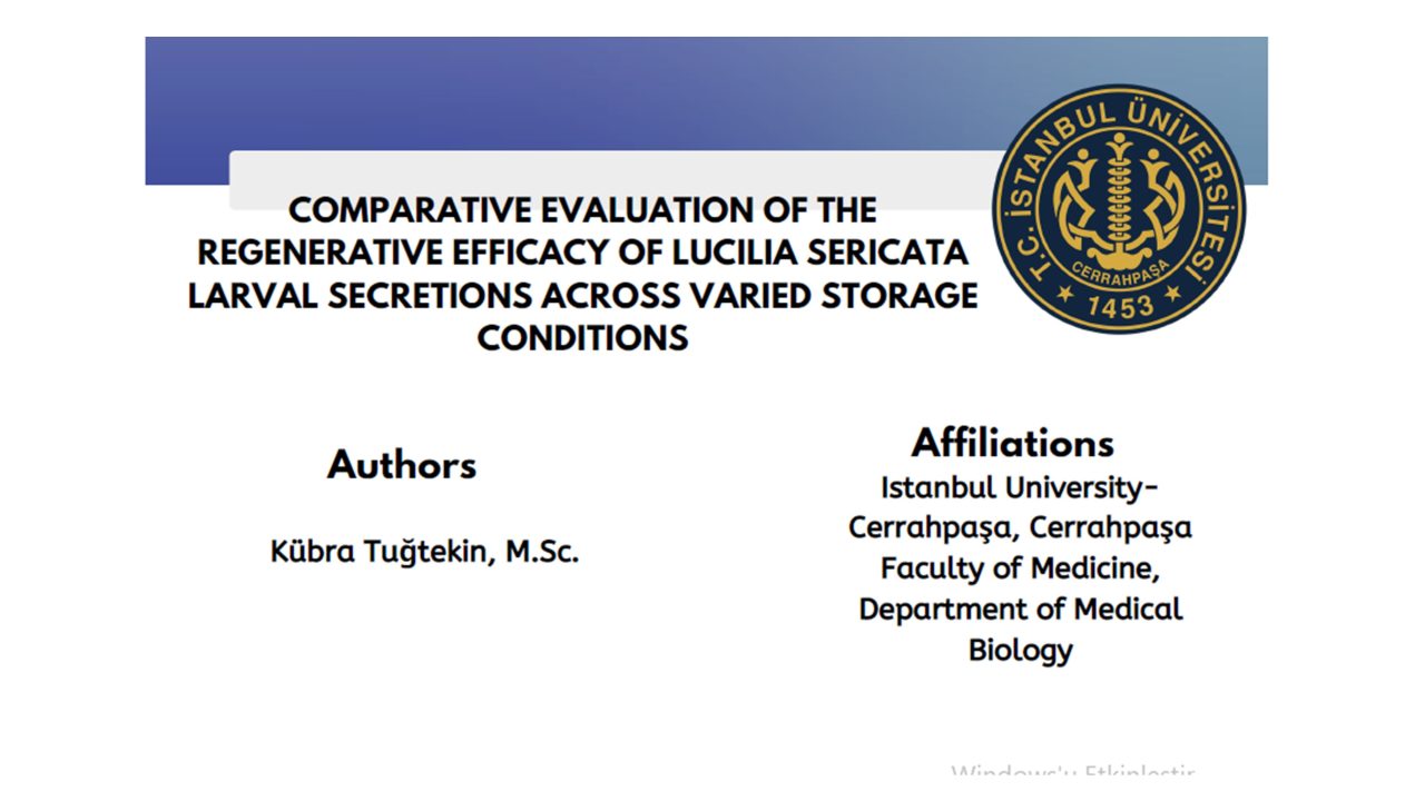 Comparative evaluation of the regenerative efficacy of Lucilia sericata larval secretions across varied storage conditions.